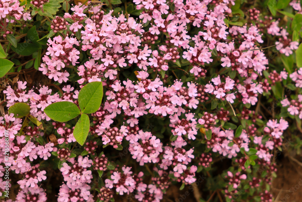 Fototapeta premium Thymus longicaulis