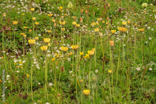 Pilosella caespitosa