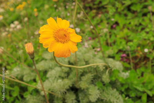 Glebionis segetum photo