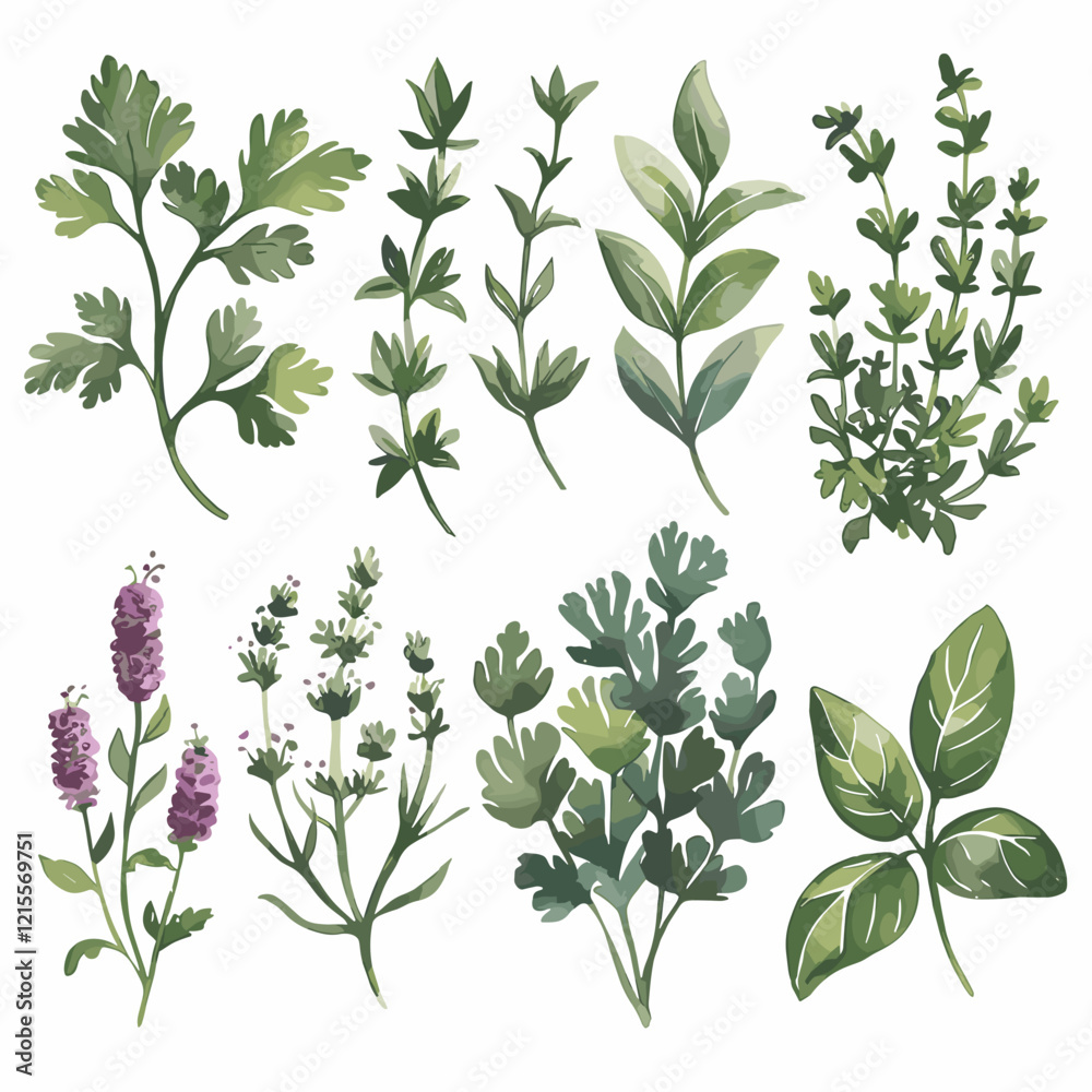 Watercolor Herb Collection Featuring Parsley, Thyme, and Basil Watercolor Herb Collection Featuring Parsley, Thyme, and Basil