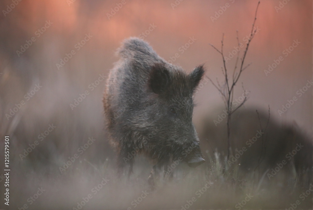 Dzik euroazjatycki, dzik, (Sus scrofa) Dzik euroazjatycki, dzik, (Sus scrofa)