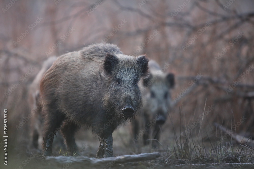 Dzik euroazjatycki, dzik, (Sus scrofa) Dzik euroazjatycki, dzik, (Sus scrofa)