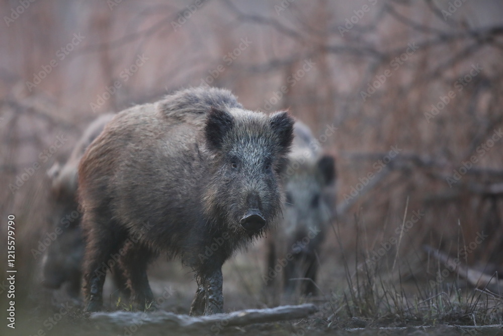Dzik euroazjatycki, dzik, (Sus scrofa) Dzik euroazjatycki, dzik, (Sus scrofa)