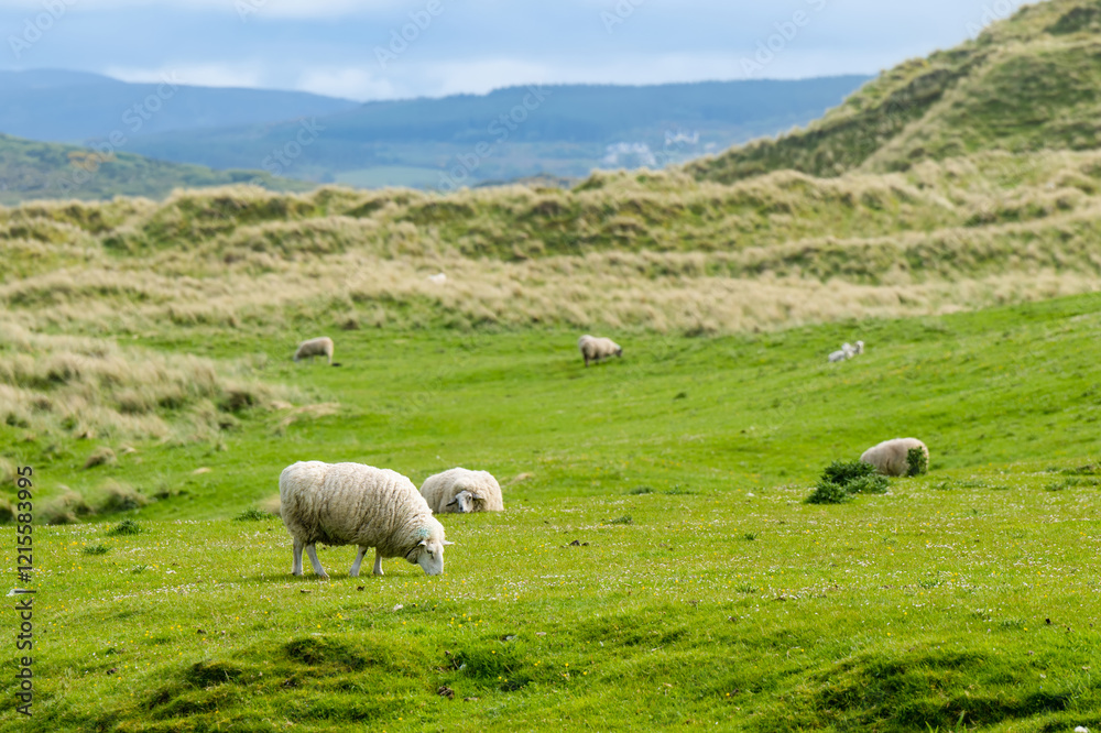 Obraz premium Sheep marked with dye grazing in green pastures. Adult sheep and baby lambs feeding in lush green meadows of Ireland.