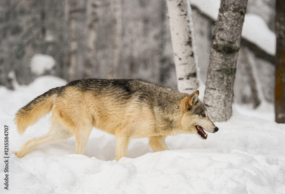 Obraz premium Grey Wolf (Canis lupus) Moves Right Through Snow In Birch Forest Winter