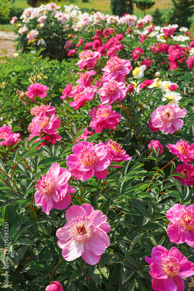 Vibrant fresh pink Miraj peony flower bush in full bloom in the garden or park in sunny day, flowerbed. Summer natural floral background, wallpaper. Gardeing, breeding, growing flowers Vibrant fresh pink Miraj peony flower bush in full bloom in the garden or park in sunny day, flowerbed. Summer natural floral background, wallpaper. Gardeing, breeding, growing flowers