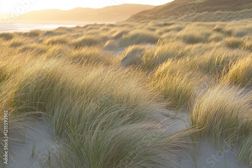 Golden hour sunlight illuminates beach grass, creating a serene coastal scene.