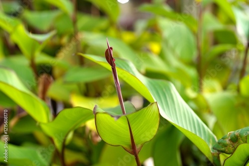 a small red seed growing among green leafs in a spring day afternoon