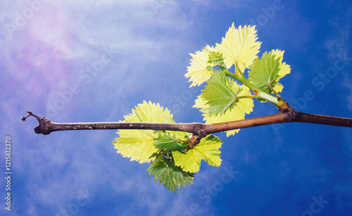 Bright green vine leaves sprout on a wooden branch against a vivid blue sky, symbolizing the early signs of spring and nature's renewal.