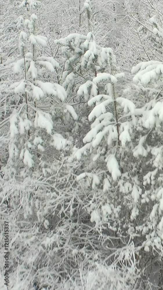 AERIAL: Beautiful winter forest covered in fresh snow AERIAL: Beautiful winter forest covered in fresh snow