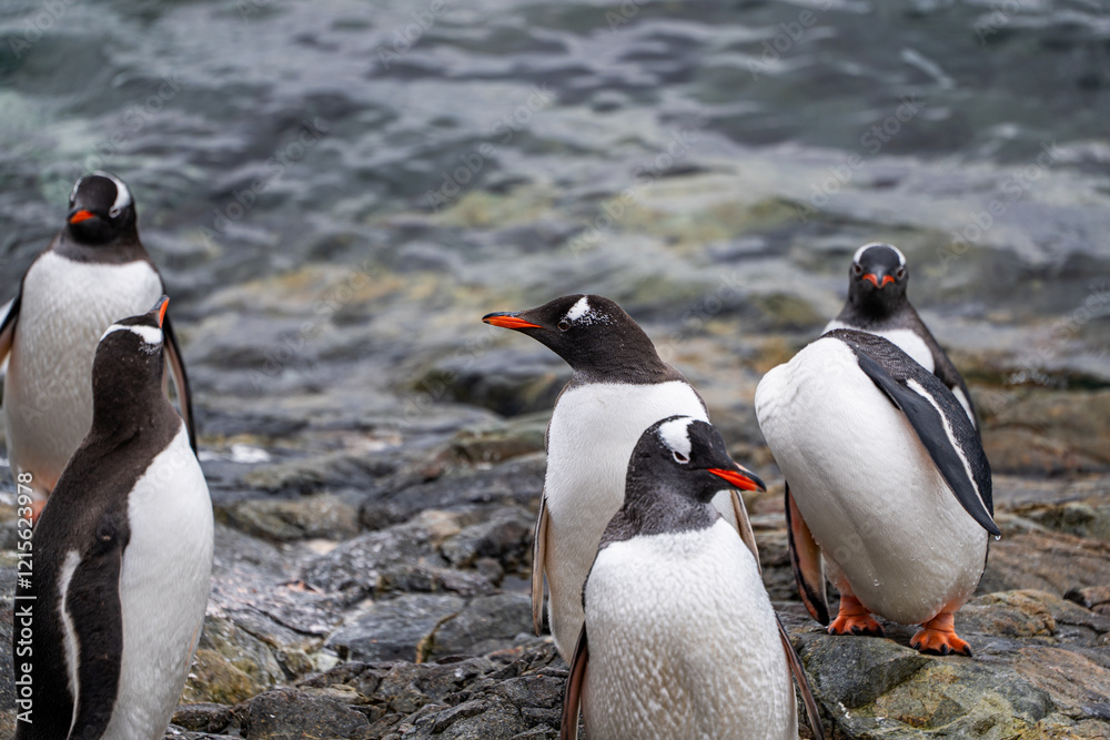 Obraz premium Gentoo penguins in Antarctica. Wild nature. Snow. South Pole.