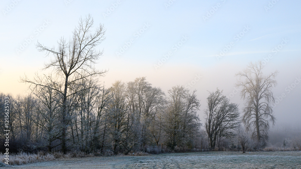 Winter landscape of frosty trees behind green grass field at sunrise Winter landscape of frosty trees behind green grass field at sunrise