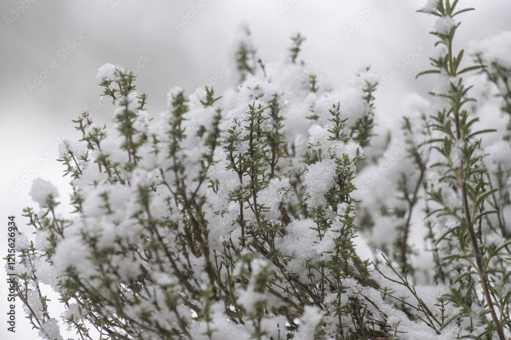 Obraz premium Thymian im Winter mit Schnee