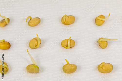 Εκτύπωση καμβά Soybean seed germination test in paper towel