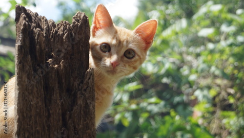 Gata Amarela na Vegetação