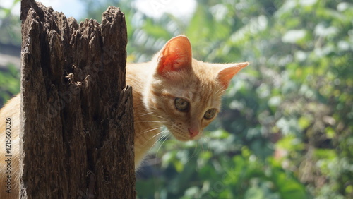 Gata Amarela
