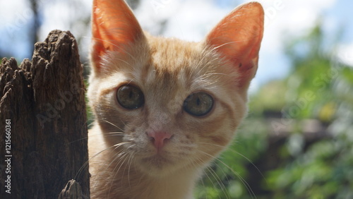 Gata Amarela Close no Rosto