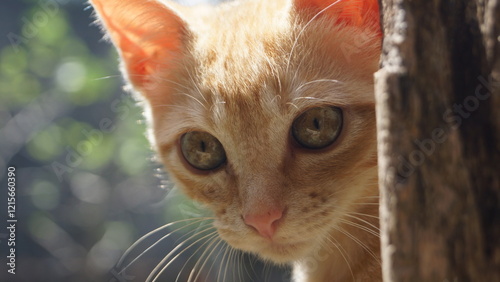 Gata Amarela Close no Rosto
