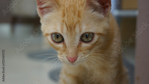 Gata Amarela Close no Rosto