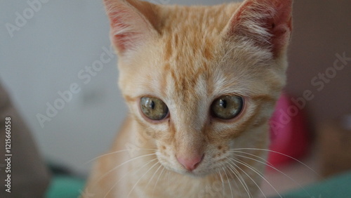 Gata Amarela Close no Rosto Observando