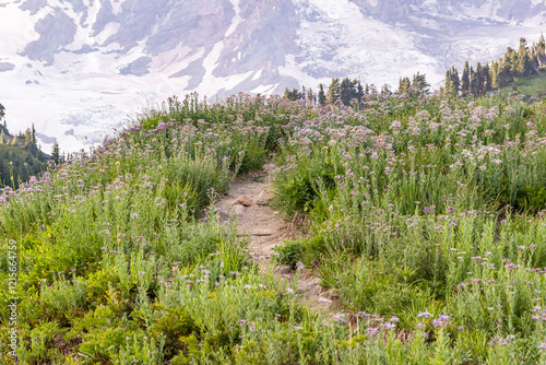 Purple Cascade Aster wildflowers along a hiking trail in Mount Rainier National Park. photo