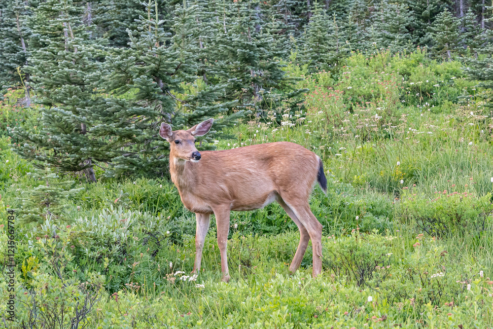 Black Tailed Deer in a meadow near Paradise in Mount Rainer National Park.