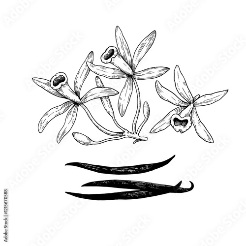 Set of vanilla flowers and sticks in engraving style. Hand-drawn vector illustration.