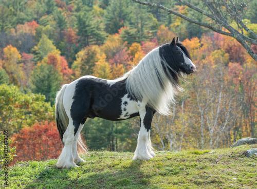Gypsy Vanner Horse stallion stand on rise with fall foliage