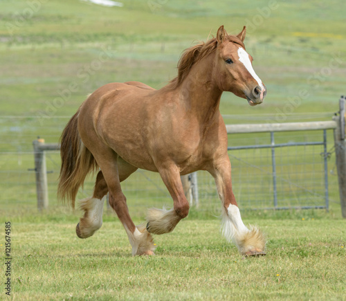 Gypsy Vanner horse dun filly photo