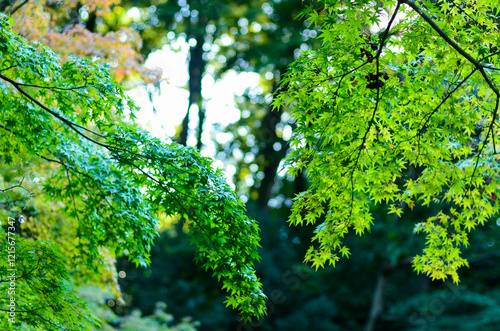 青々とした春の葉っぱ