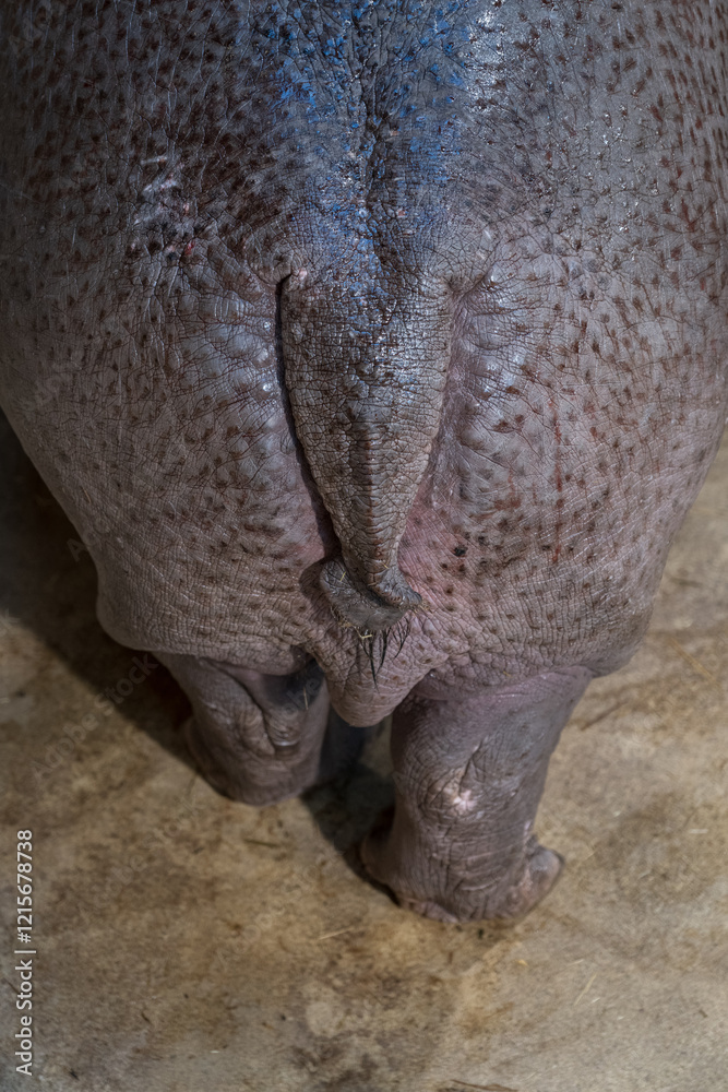 Fototapeta premium Detail of a hippopotamus tail. 