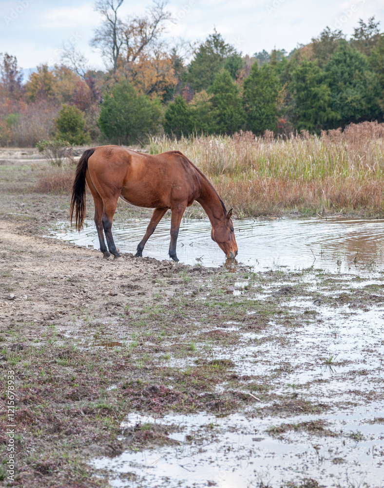 Horses drinking from lake water with backdrop of autumn trees Horses drinking from lake water with backdrop of autumn trees