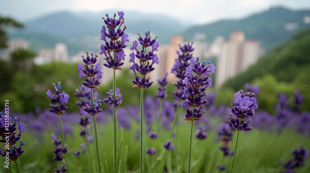 Lavender Field in Bloom: Serene Nature Photography Lavender Field in Bloom: Serene Nature Photography
