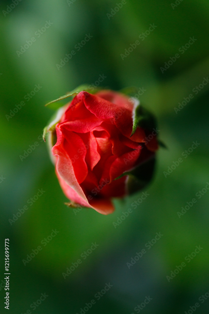 Pinkish orange beautiful blooming roses in garden, closeup. Pinkish orange beautiful blooming roses in garden, closeup.