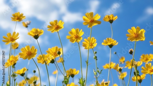 Bright yellow Catananche caerulea flowers under a vibrant blue sky with fluffy clouds creating a cheerful springtime atmosphere photo