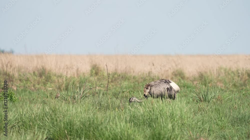 A Great Rhea standing amidst the lush tall grasses, foraging for food in its natural habitat, alerted by its surroundings, elongates its neck and surveys its environment with caution, close up shot. A Great Rhea standing amidst the lush tall grasses, foraging for food in its natural habitat, alerted by its surroundings, elongates its neck and surveys its environment with caution, close up shot.