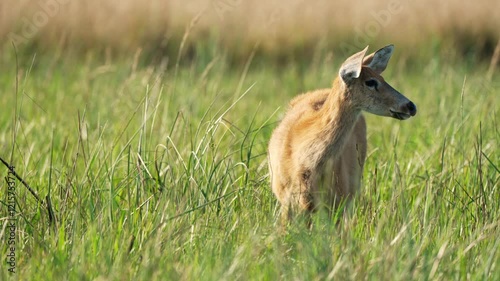 Female Marsh deer (Blastocerus dichotomus) in the wild, grazing on green grass in its natural habitat on a sunny day, close up shot. photo