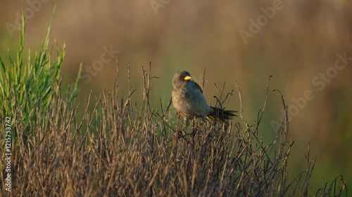 A wild Pampa finch (Embernagra platensis) perches on a branch of a dry bush in a rural setting, bathed in the warm, golden light of sunset, as it adjusts its footing to rebalance on the unstable twig. photo