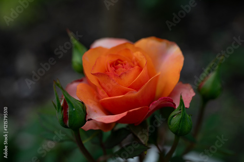 Fototapeta Naklejka Na Ścianę i Meble -  orange rose and buds