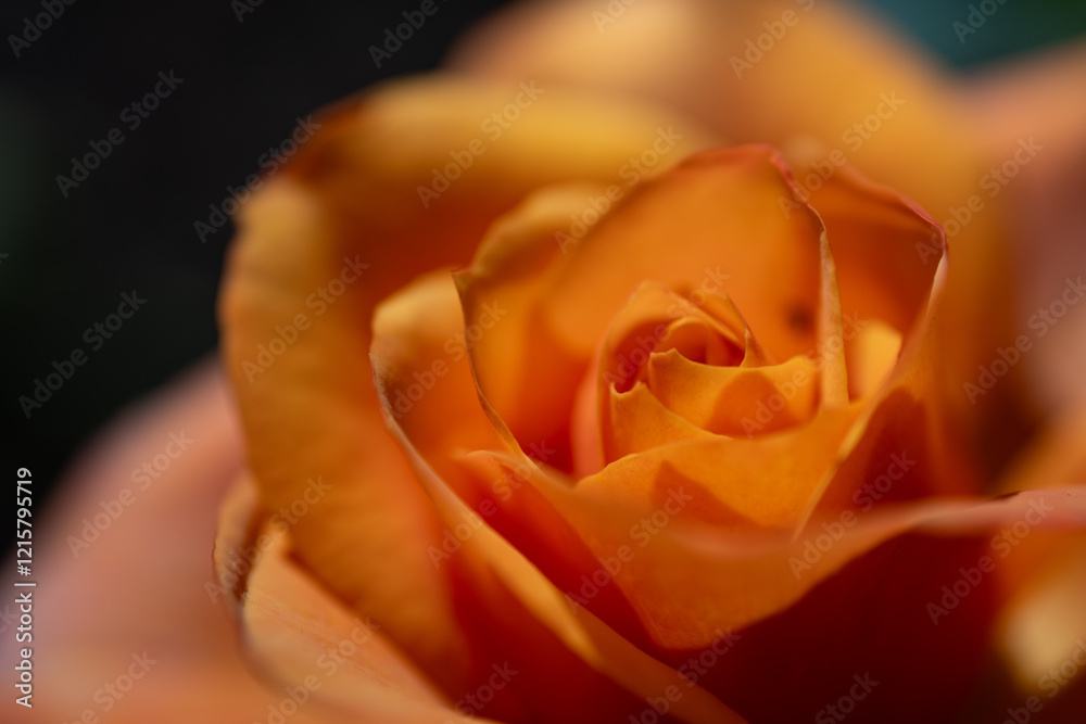 Obraz premium Orange rose 