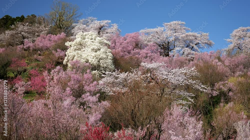 福島・花の山09