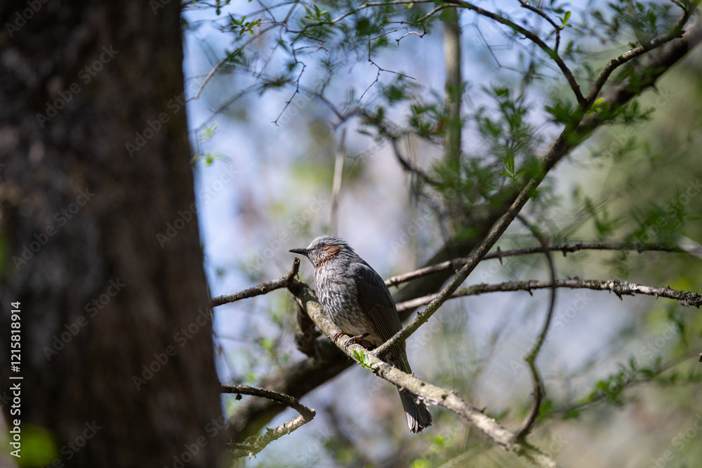 枝に止まる野鳥　ヒヨドリ