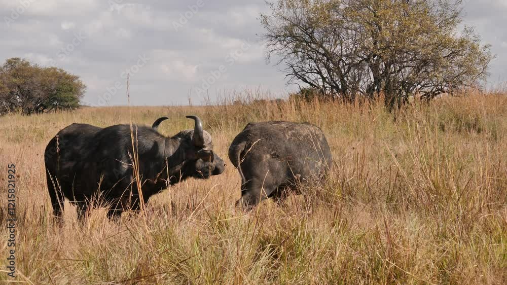 Cape Buffalo on a reserve in South Africa grazing Cape Buffalo on a reserve in South Africa grazing
