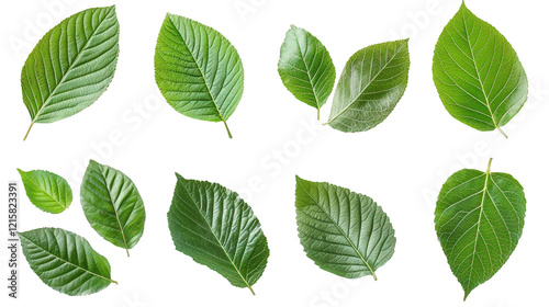 collection of various green leaves arranged in different orientations and sizes. showcasing their diverse shapes and textures the purpose appears to be to highlight the beauty and variety of plant lif