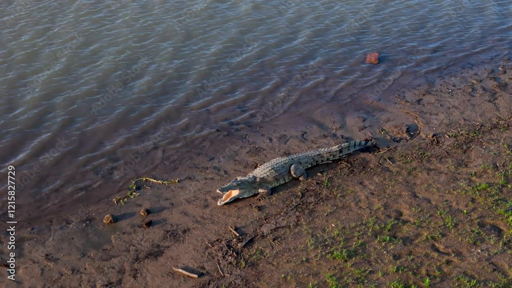 A drone panning clip of an open mouthed crocodile bathing in the sunshine on land next to a river A drone panning clip of an open mouthed crocodile bathing in the sunshine on land next to a river