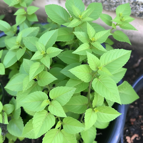 Herbs plants, Cissus quadrangularis. photo