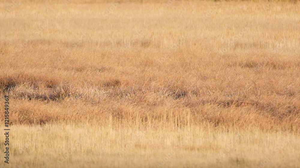 Field of dry grass blowing gently in the wind Field of dry grass blowing gently in the wind