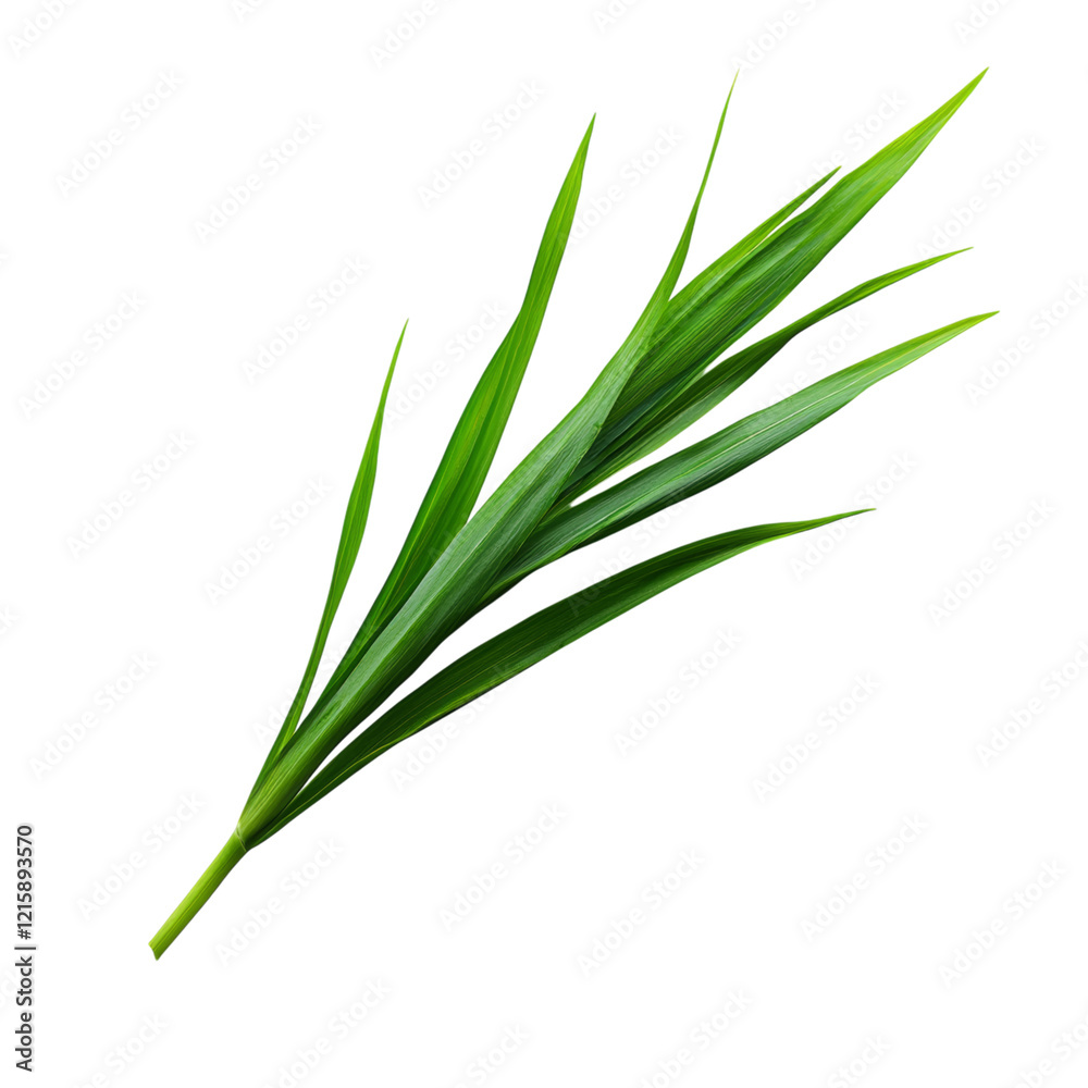 Fototapeta premium Fresh Green Leaf Against Black Background Isolated on transparent background