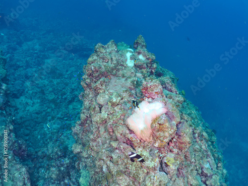 高海水温が続いているのでサンゴの白化現象が起きている。
美しいイソギンチャク畑の可愛いクマノミ（クマノミ亜科）ペア、ミツボシクロスズメダイ（スズメダイ科）他の群れ。
英名学名：
Yellowtail clownfish (Amphiprion clarkii)
Threespot dascyllus (Dascyllus trimaculatus) 
静岡県伊豆半島賀茂郡南伊豆町中木ヒリゾ浜
 photo