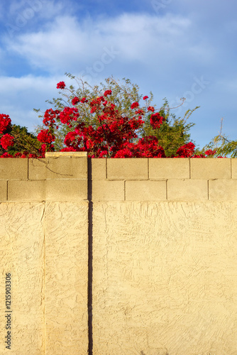 Bright crimson red Bougainvillea twigs spread over top of solid block fence, Phoenix, Arizona
